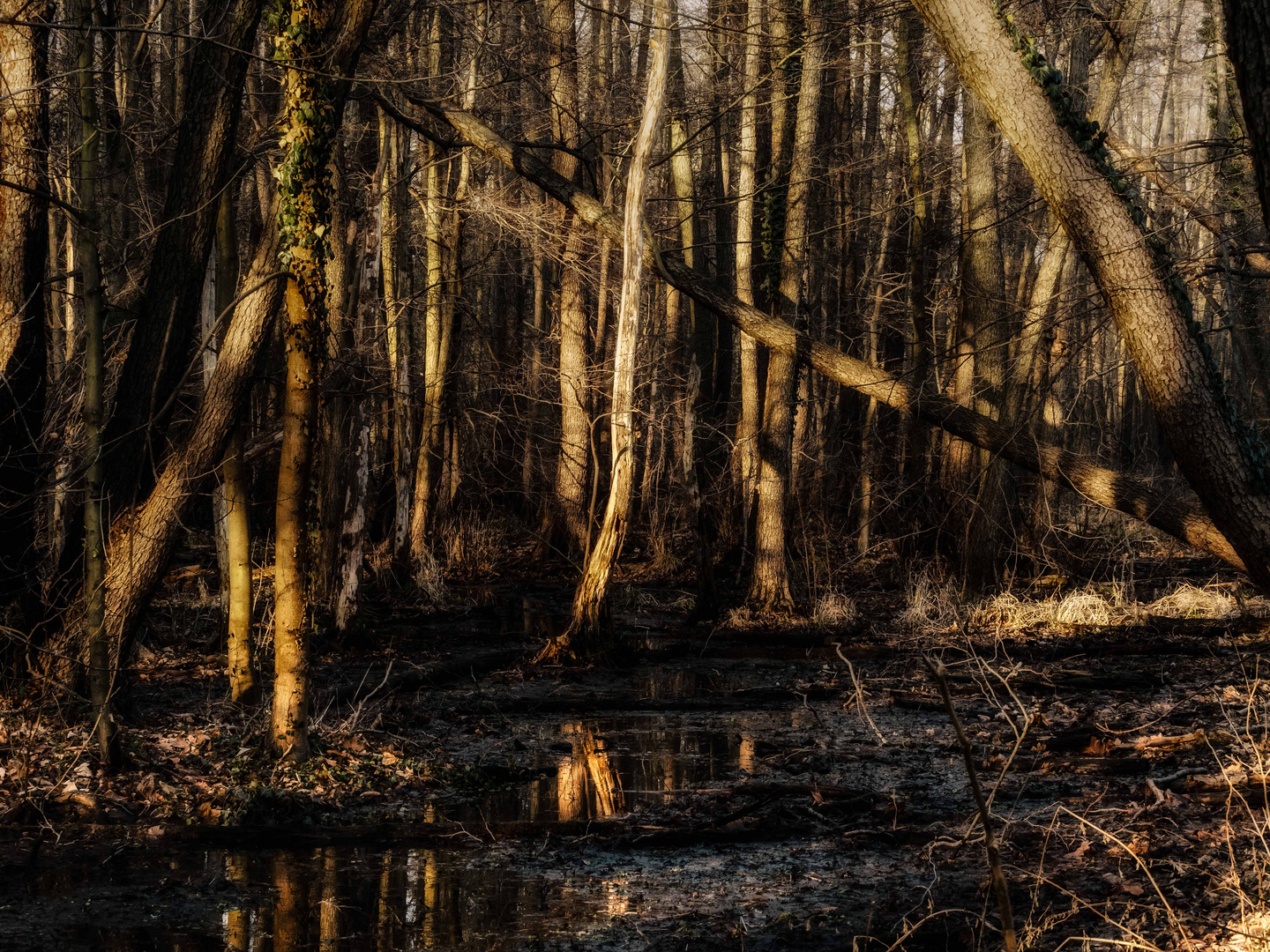 Geh nicht in den finsteren Wald