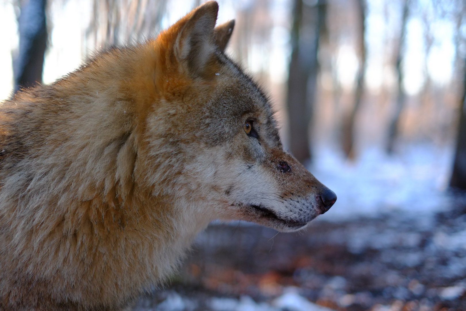 Geh schon mit dem Wolf um Land streiten