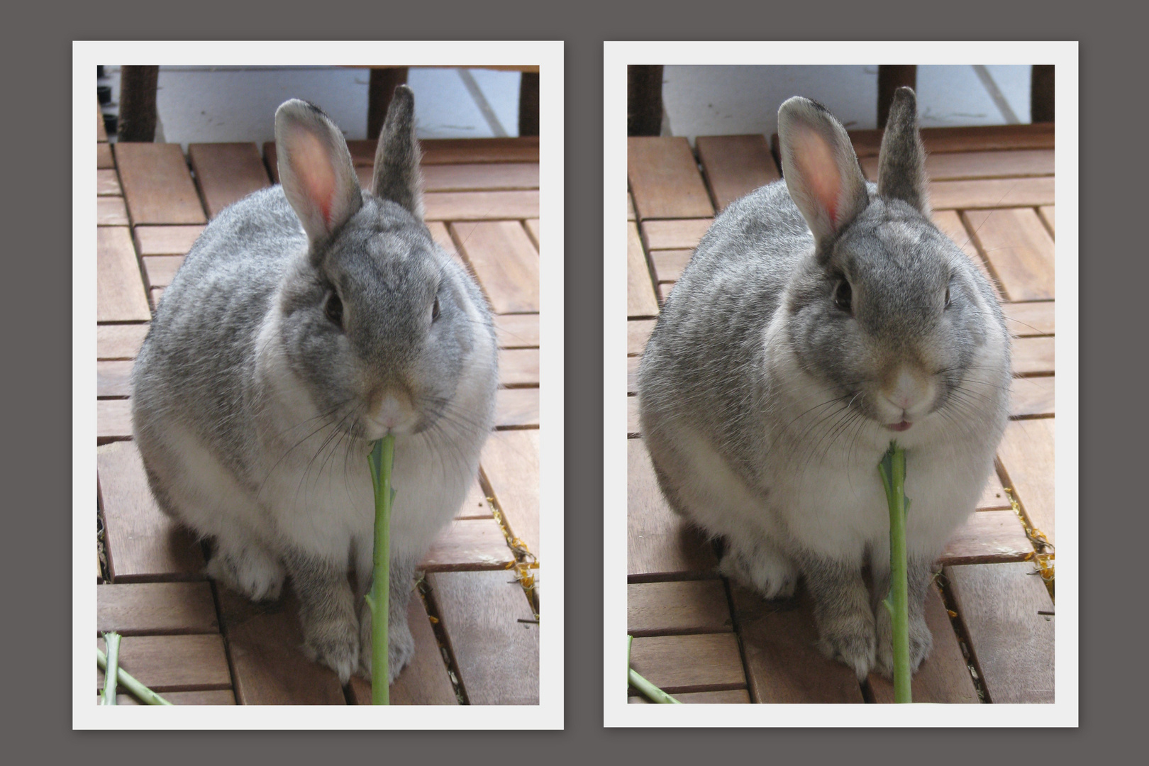 Geh- und Stehhilfe für Kaninchen (Individuell auf jede Kaninchengröße anpassbar)