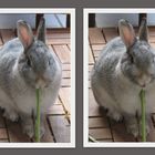 Geh- und Stehhilfe für Kaninchen (Individuell auf jede Kaninchengröße anpassbar)