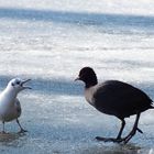 geh weg, das ist meine eisfläche