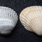 Gehäuse der Herzmuschel Cardium sp.