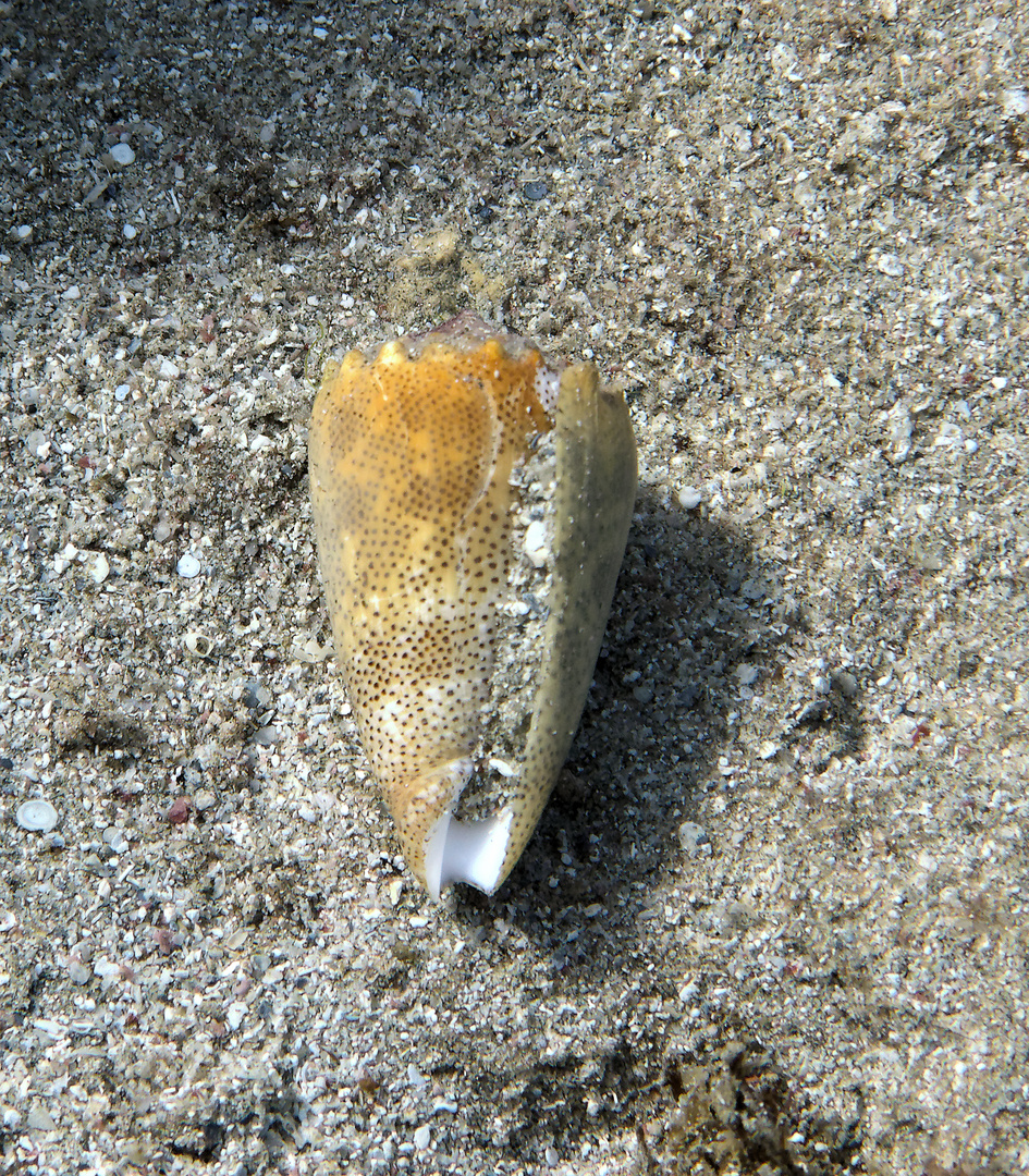Gehäuse einer Kegelschnecke (Rotes Meer) Foto &amp; Bild | tiere, natur ...