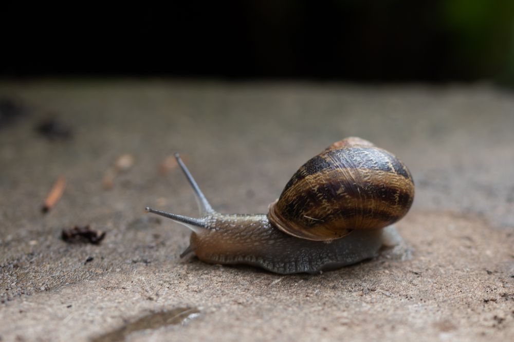 Gehäuseschnecke