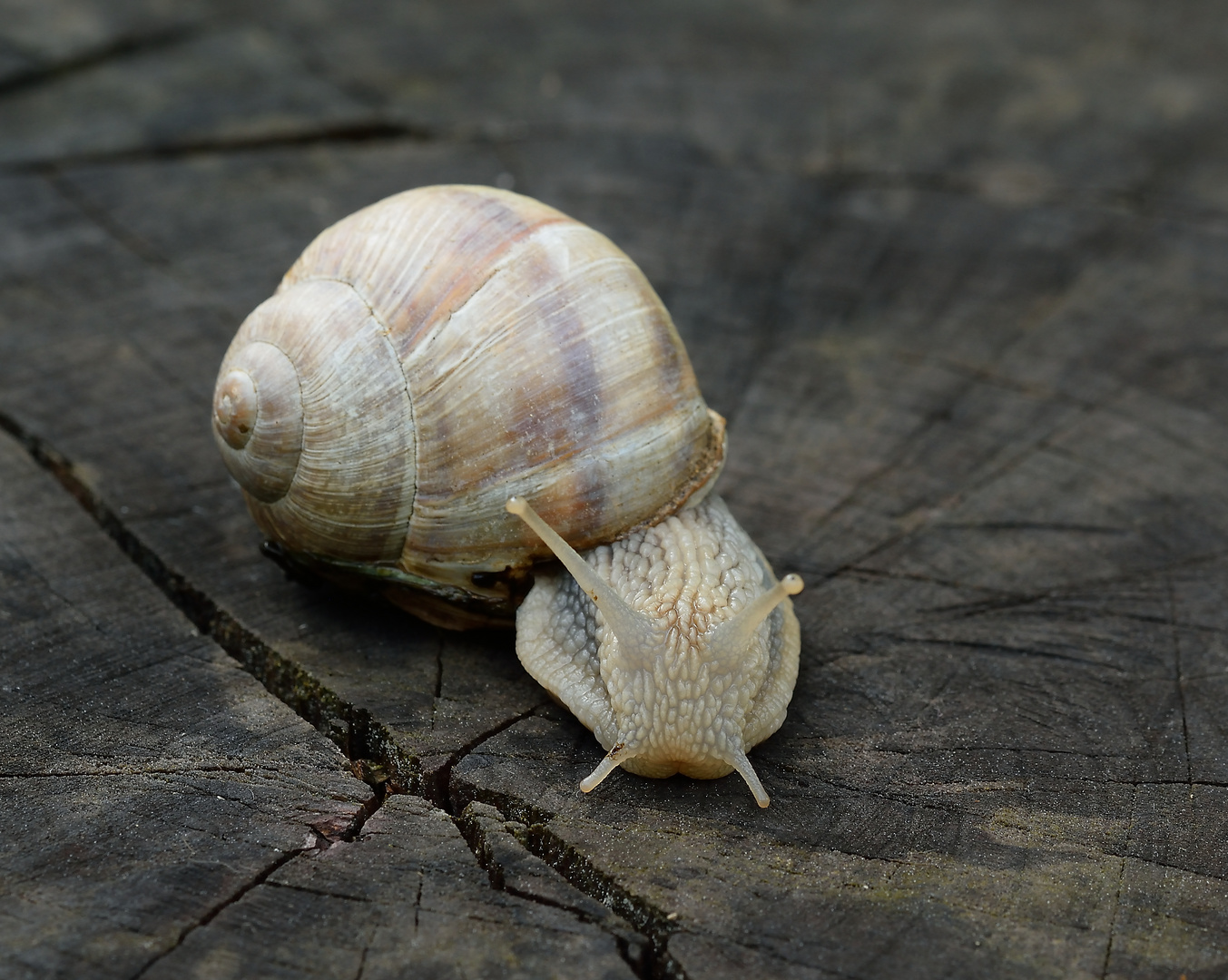 Gehäuseschnecke