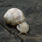 Gehäuseschnecke