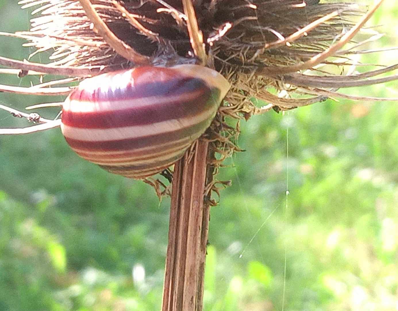 Gehäuseschnecke an Karde