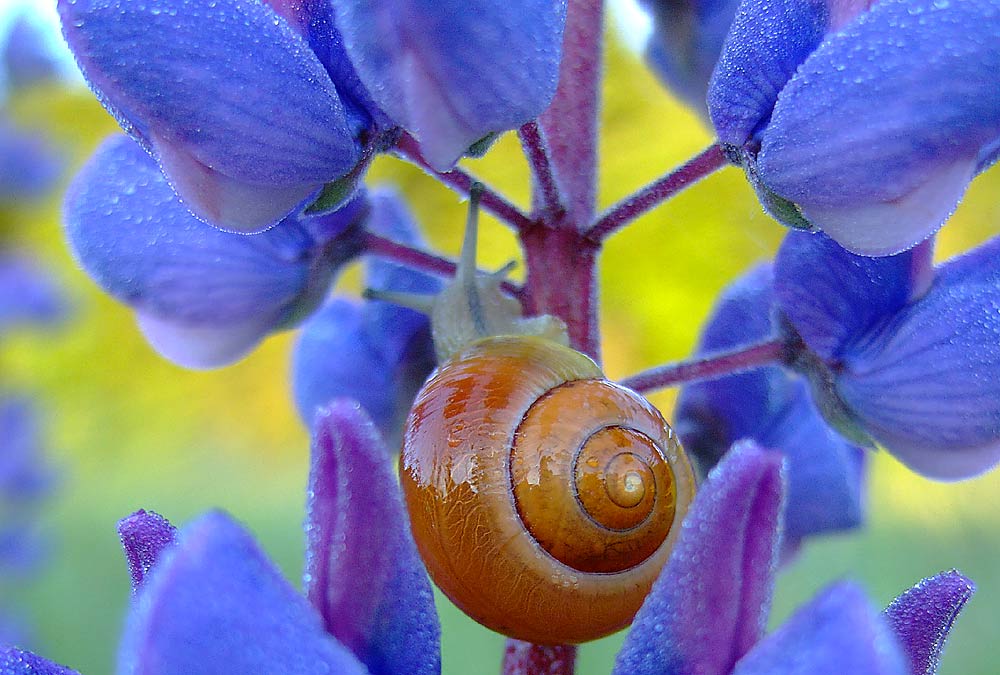 Gehäuseschnecke auf Kerze