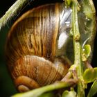 Gehäuseschnecke