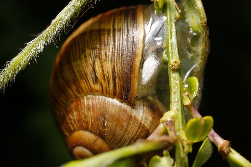 Gehäuseschnecke