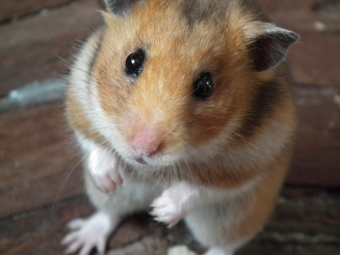 gehamstert