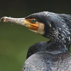 gehasstes mitgeschöpf kormoran--am liebsten sähe man ihn ausgestorben