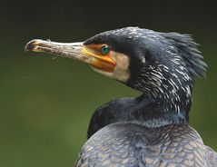 gehasstes mitgeschöpf kormoran--am liebsten sähe man ihn ausgestorben