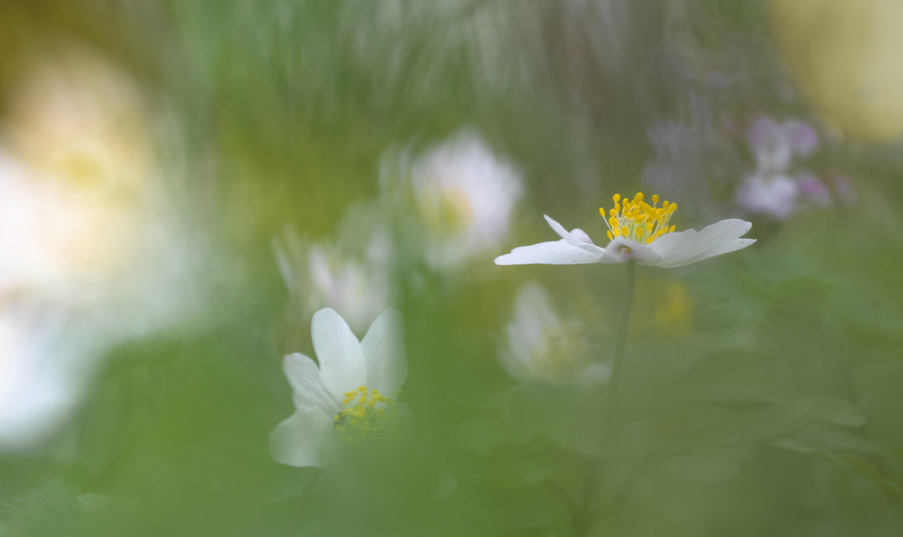 Gehauchter Frühling