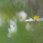 Gehauchter Frühling