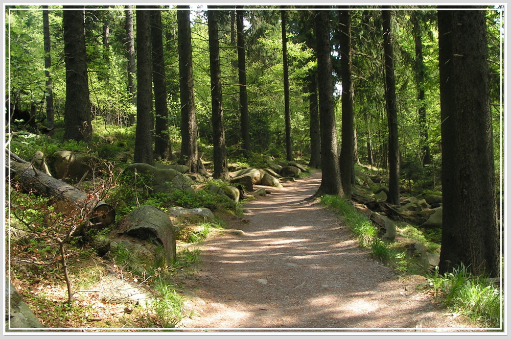 ~Gehe deinen eigenen Weg~