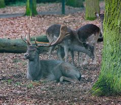 Gehege im Ostpark, Rüsselsheim (2)