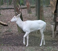 Gehege im Ostpark, Rüsselsheim