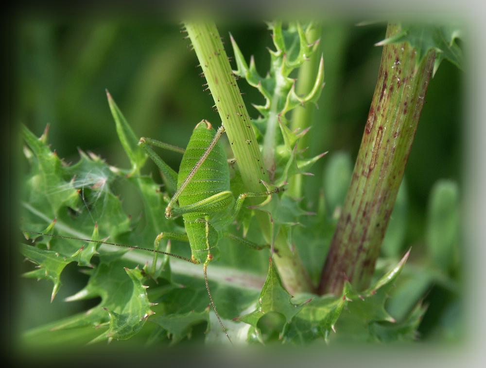 Geheimcode: Silberdistel!