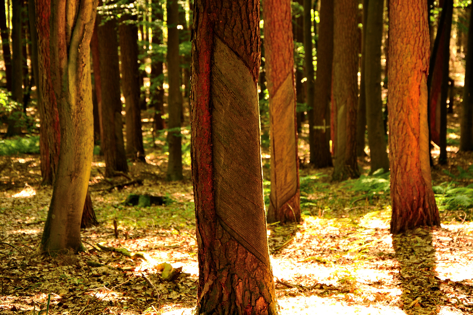 Geheime Zeichen, die im Wald ich fand...