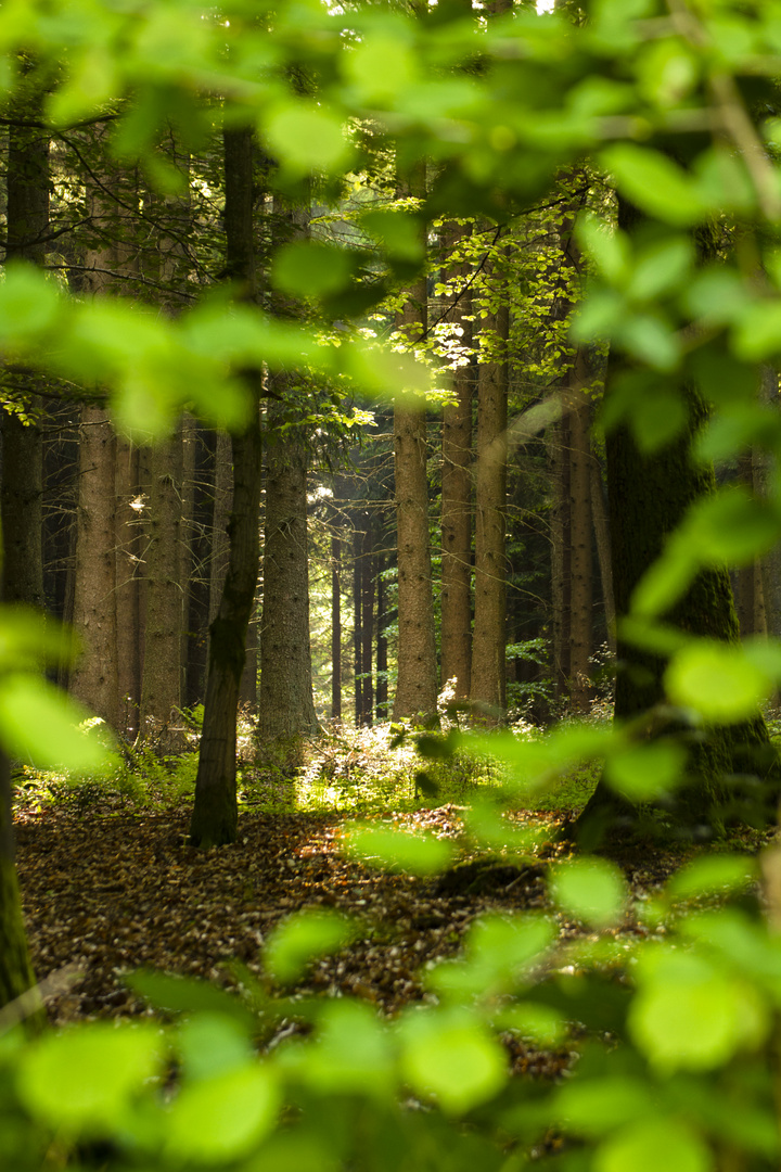 Geheimer Ort im Licht