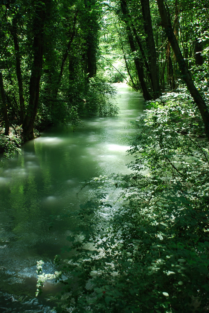 Geheimnis Auenwald am Fluss