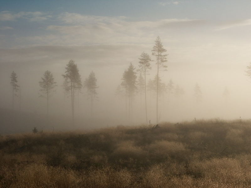 Geheimnis des Morgennebels