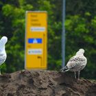 Geheimnis endlich gelöst: Wie orientieren sich Möwen