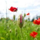 Geheimnis umhüllt von Schale