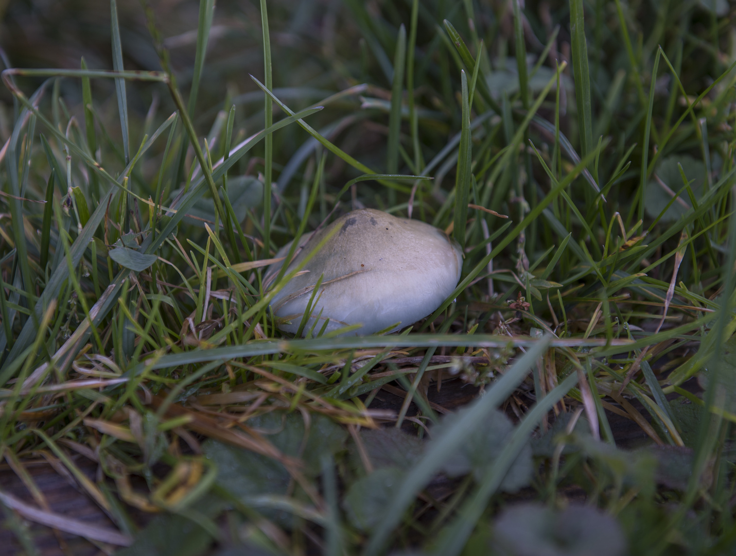 Geheimnis, was verbirgt sich wohl unter diesem Hut