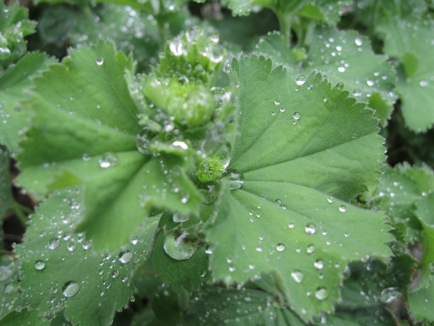 Geheimnise der natur