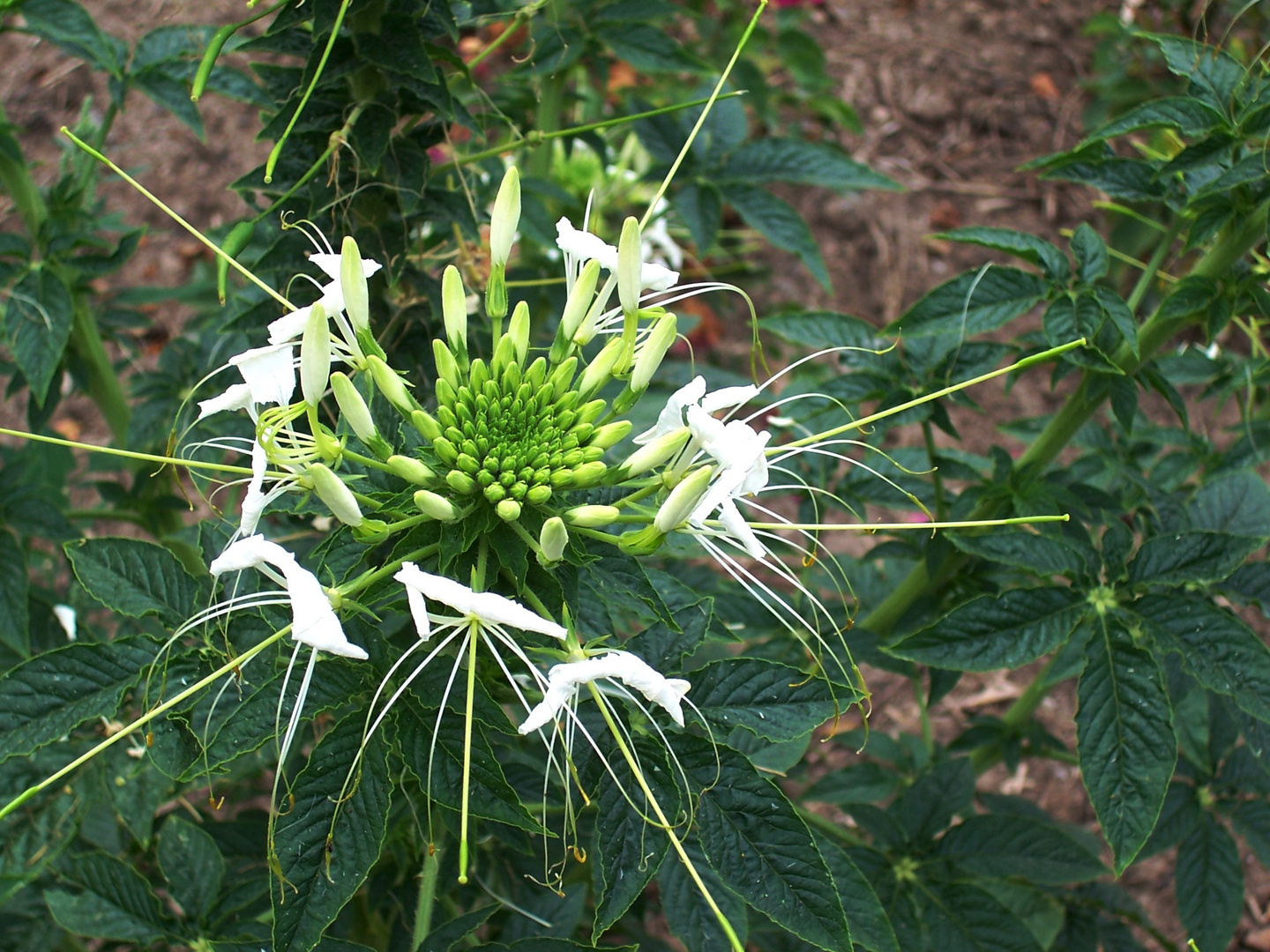 geheimnissvolle Blüte