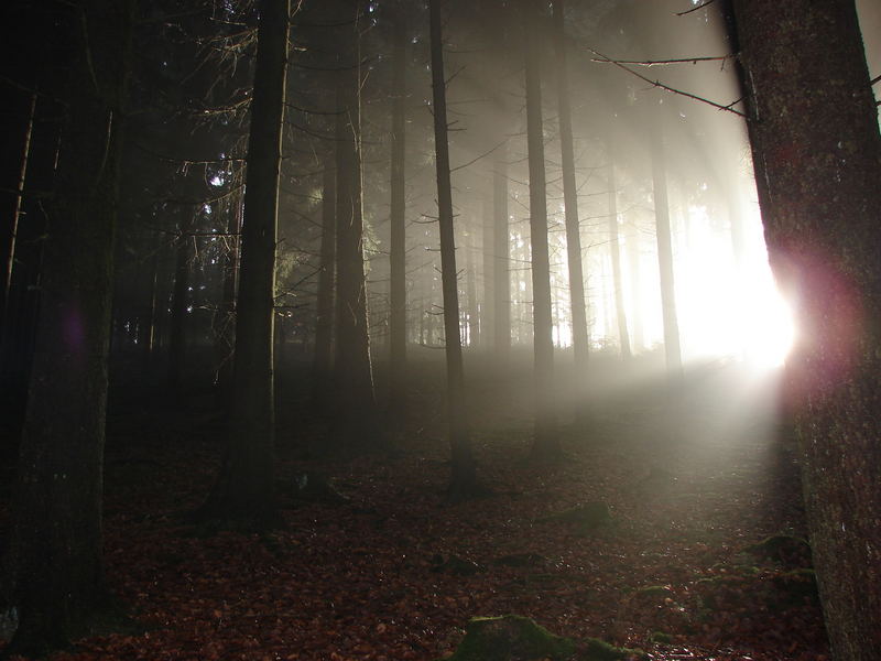 Geheimnissvoller Herbstwald