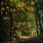 geheimnisvoll, die Wege am Arendsee