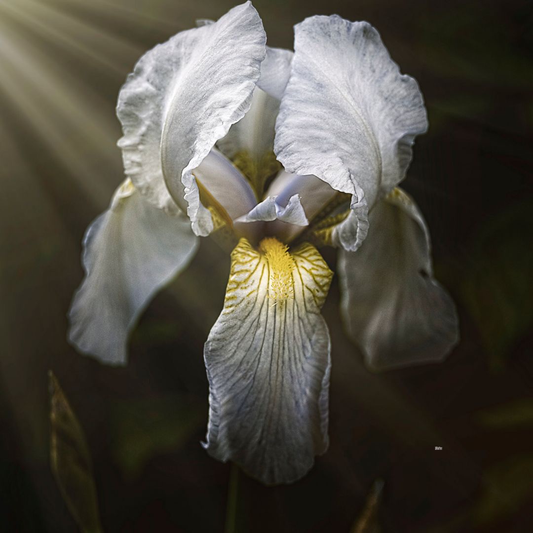 geheimnisvolle Blüte