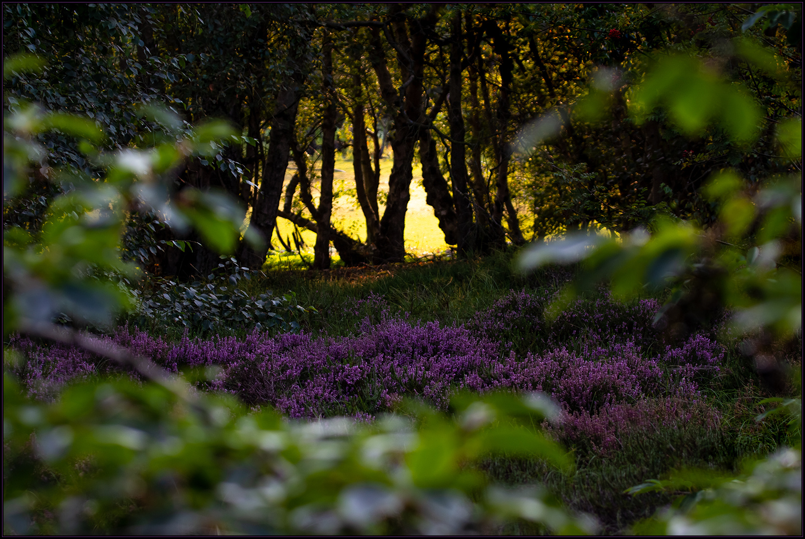 Geheimnisvolle Erika in der Waldlichtung... 