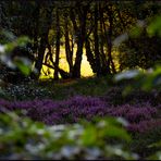 Geheimnisvolle Erika in der Waldlichtung... 