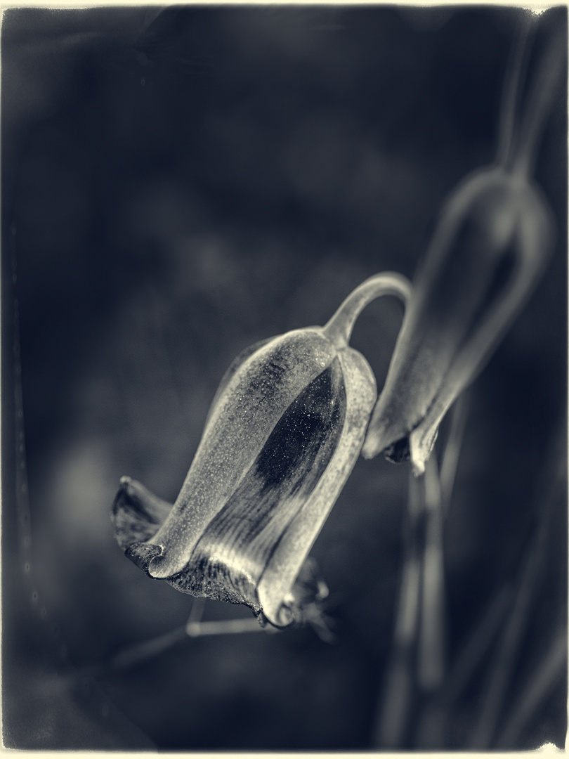 geheimnisvolle Fritillaria