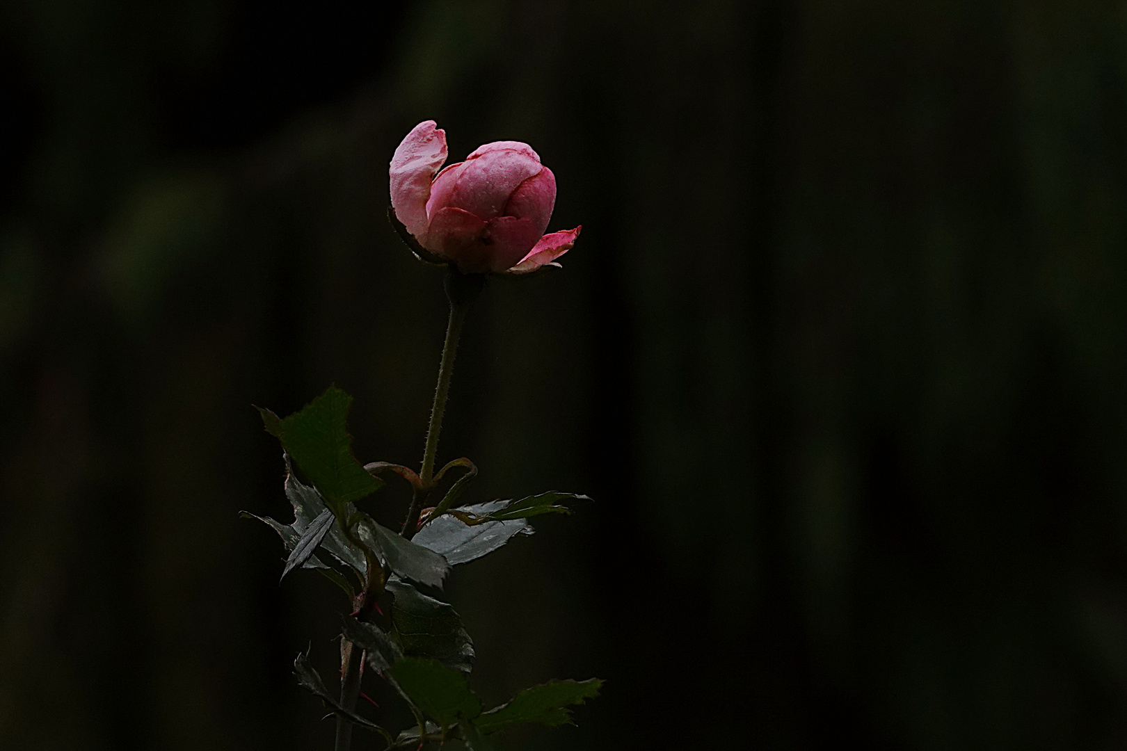 geheimnisvolle Rose