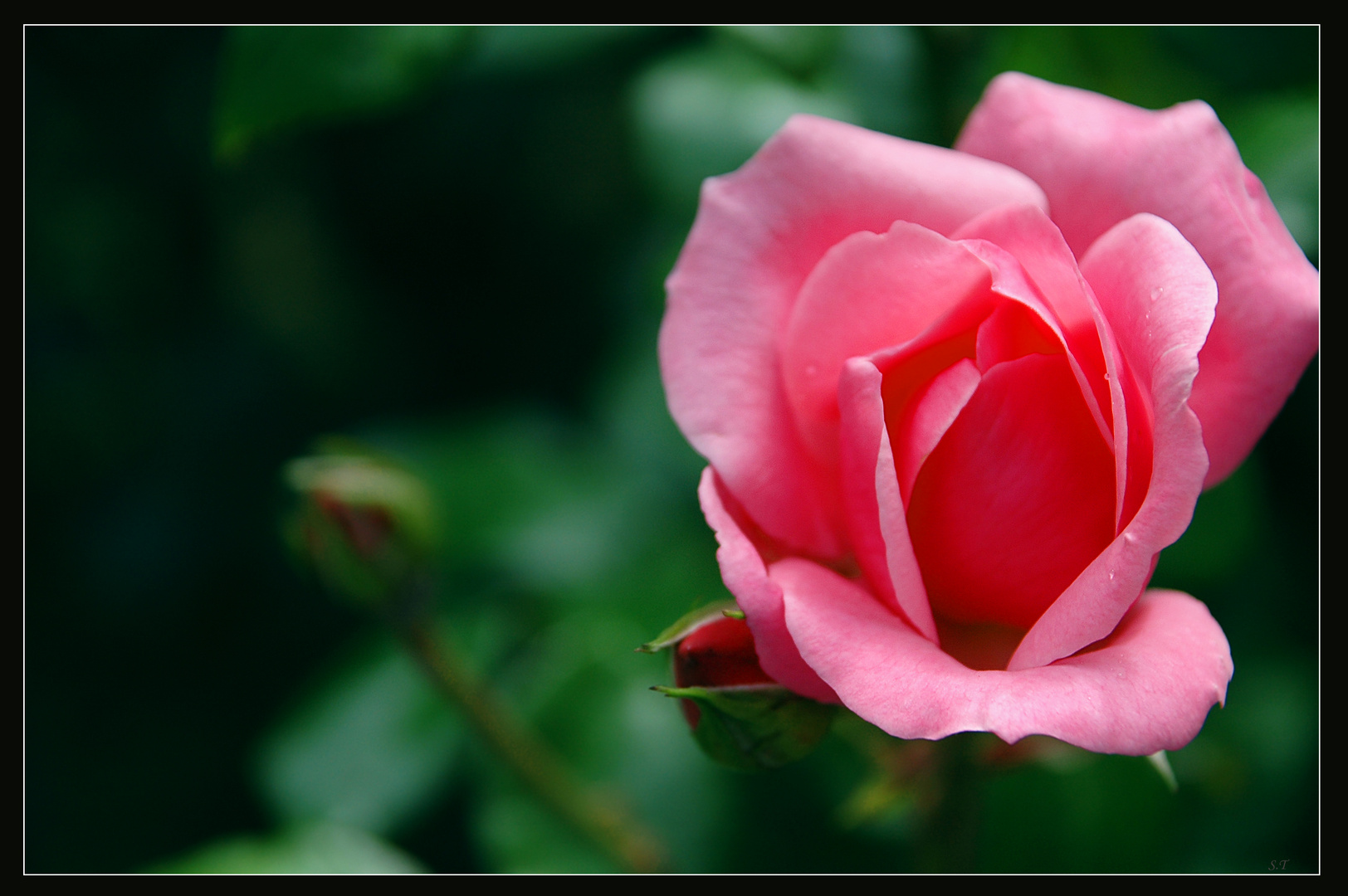 Geheimnisvolle Rose!