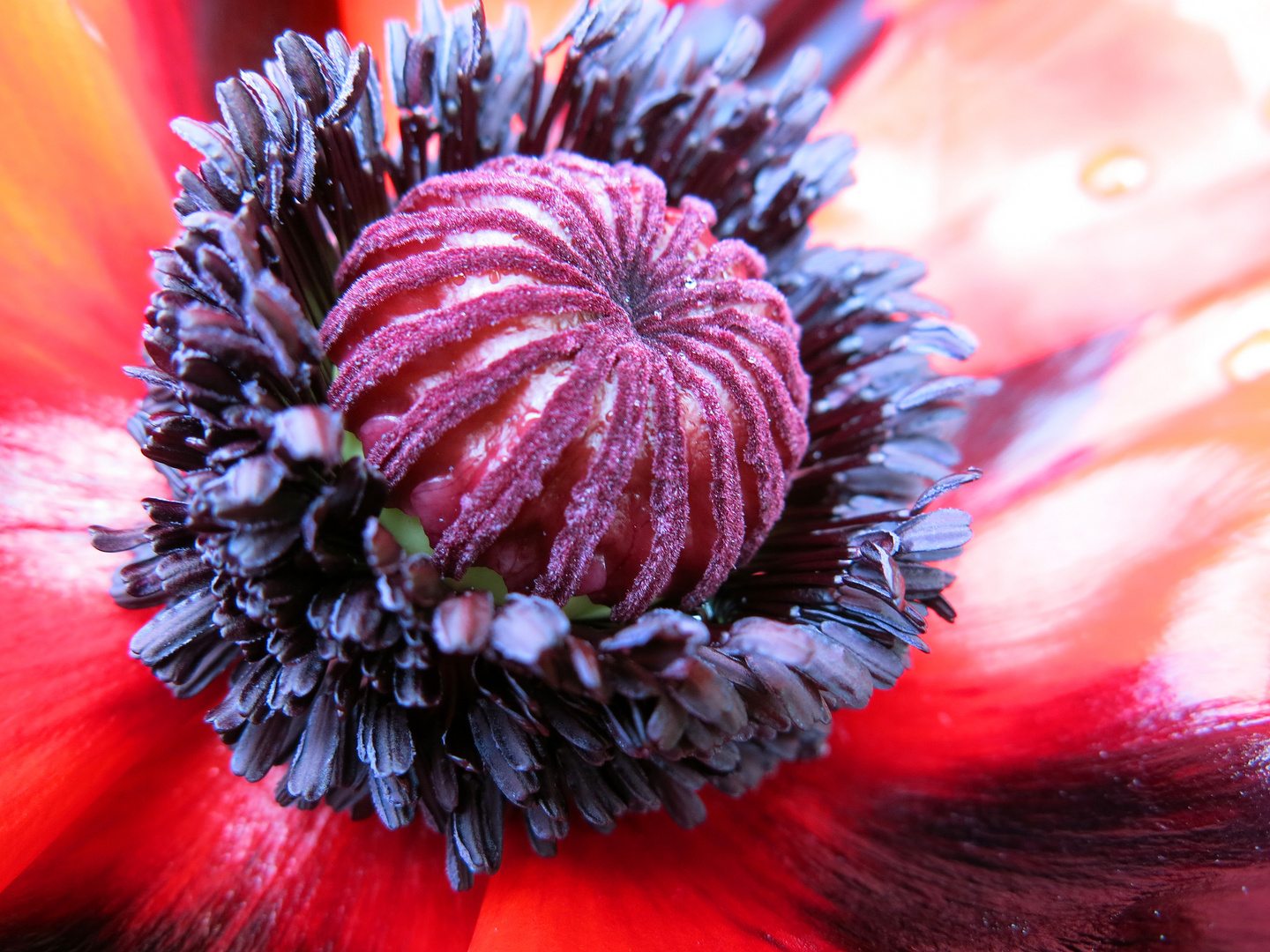 Geheimnisvolle schlichte Schönheit - Mohn