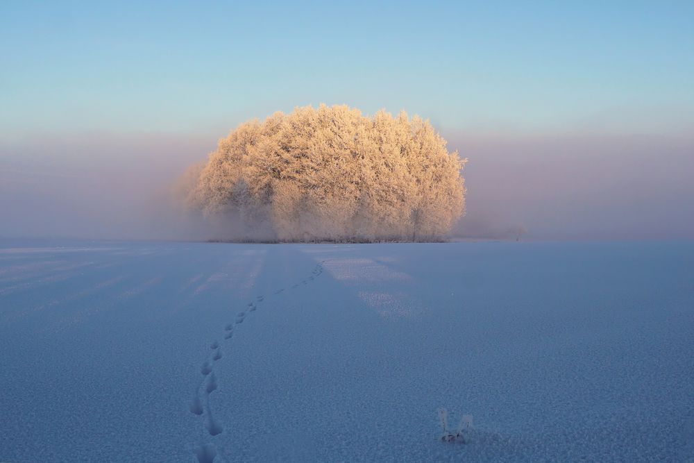 Geheimnisvolle Spuren im Schnee...