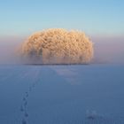 Geheimnisvolle Spuren im Schnee...