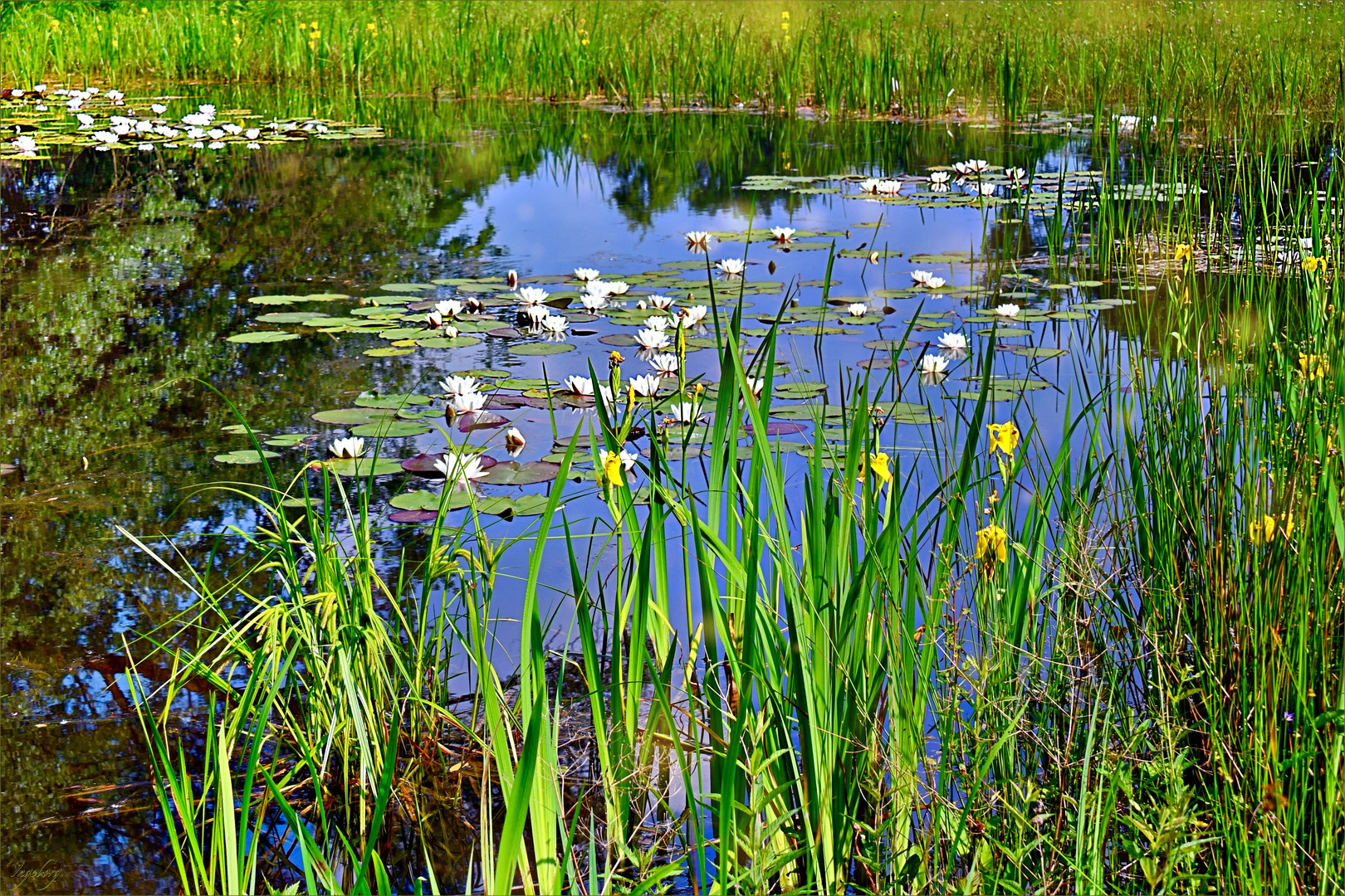 ~~  geheimnisvolle Wasserwelt  ~~