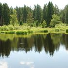 Geheimnisvolle Wasserwelt im Moor