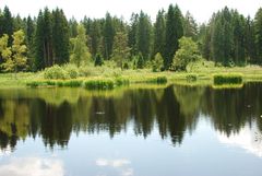 Geheimnisvolle Wasserwelt im Moor