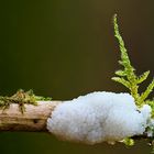 Geheimnisvolle weisse Kugeln?