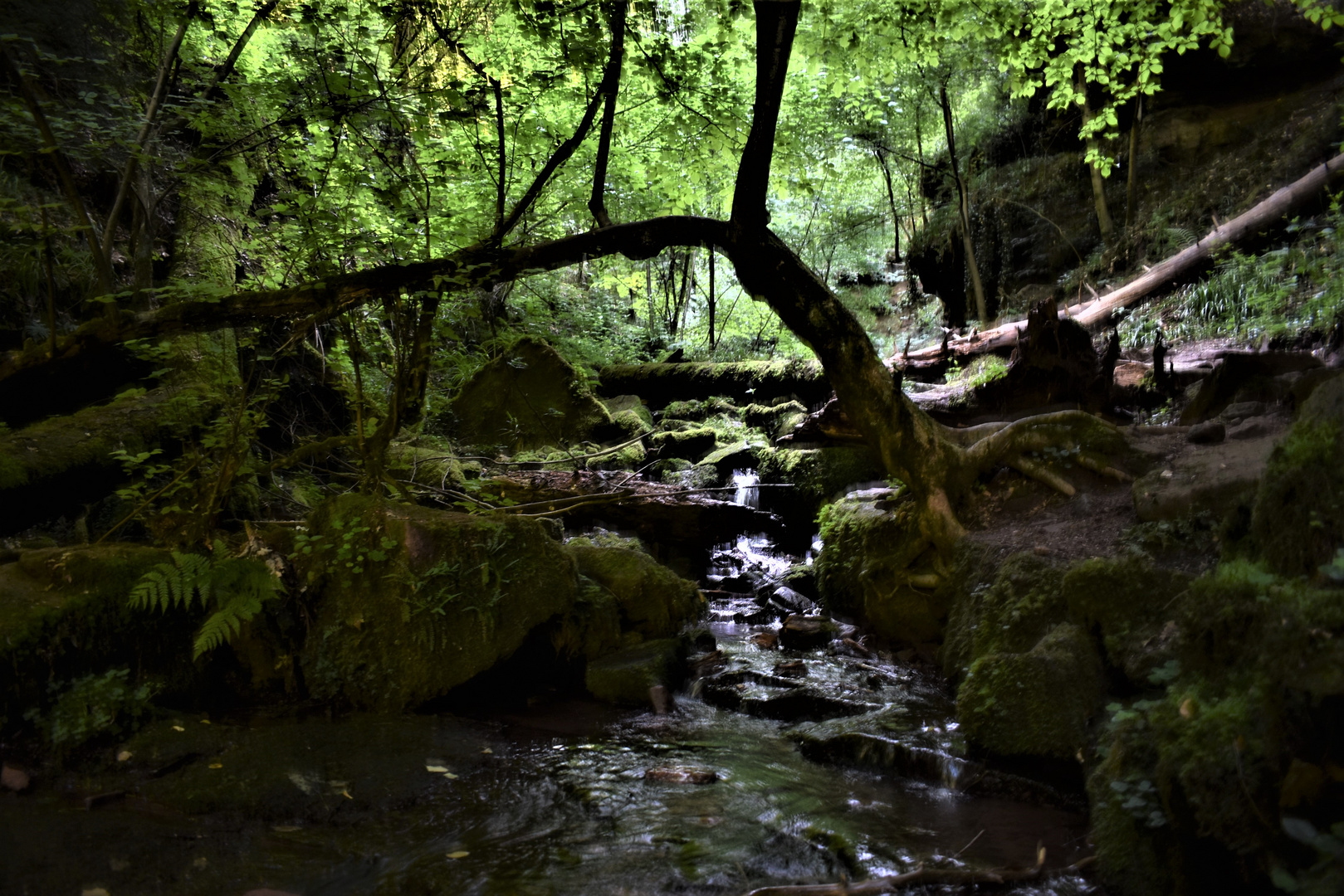 Geheimnisvolle Wolfsschlucht (1)