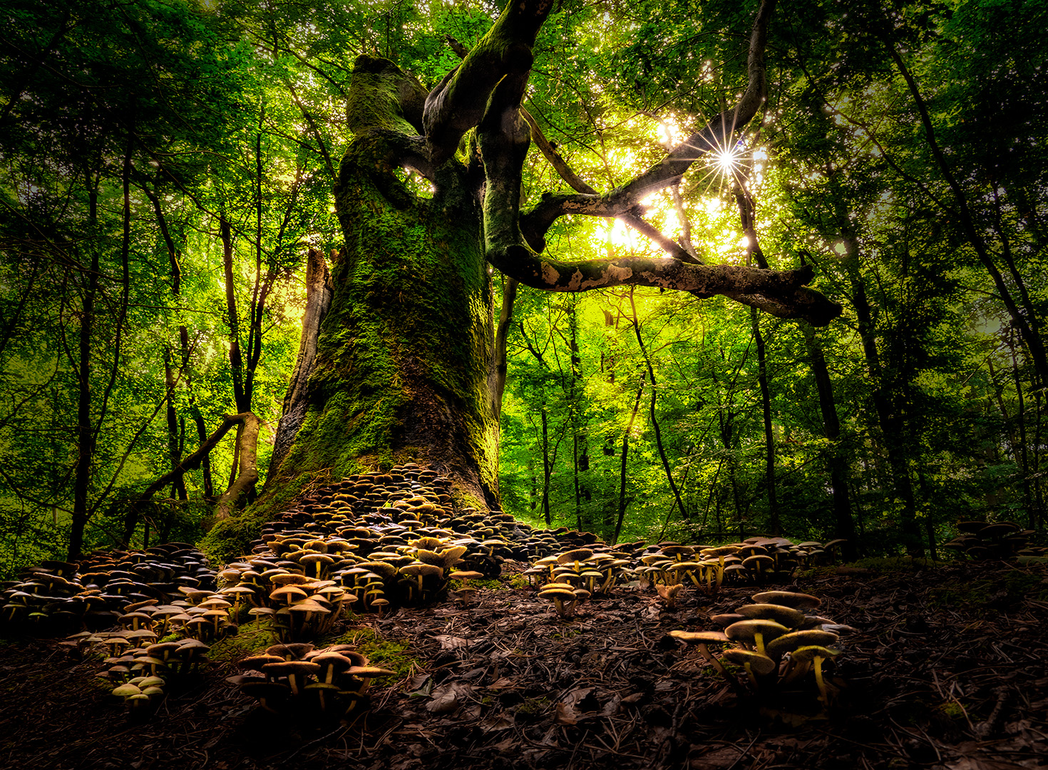 Geheimnisvoller Baum