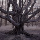 Geheimnisvoller Baum